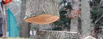 How Our Tree Care Process Works  in  West Berlin, NJ